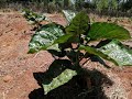 How Are Our Young Tree Tomato Seedlings Doing 90 Days After Transplanting Project Update 3 How Are Our Young Tree Tomato Seedlings Doing 90 Days After Transplanting Project Update 3