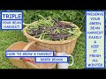 HOW to TRIPLE your BEAN HARVEST for GREEN &amp; DRIED beans. BEST EASIEST way to PRESERVE green beans