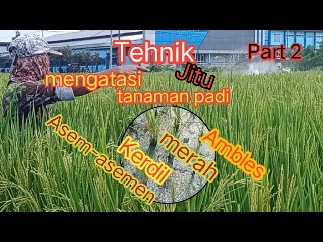 Part 2... Tehnik jitu menangani tanaman padi asam-asamen, merah, ambles dan kerdil class=