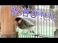 水浴びにビビるかわいい文鳥