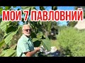 Мои павловнии / ПАВЛОВНИЯ 4 года / Игорь Билевич