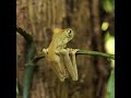 The Tiny Creature That Lives Like Glass | Tree Frog #Wildlife #nature