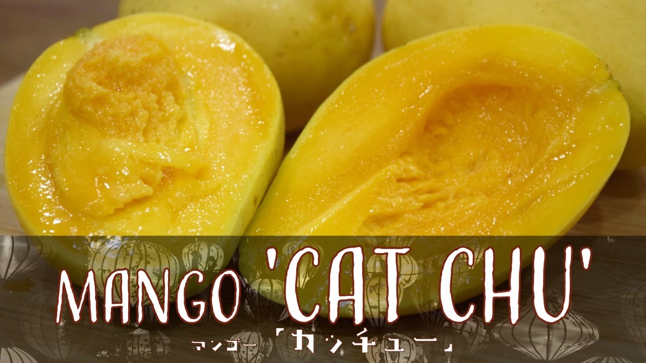 【hoa qua vietさま専用】摘果マンゴー 20kg 世界の果物を食べる！【ベトナム編】 熱帯果樹 マンゴー 「カッチュー