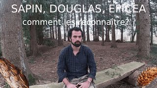 Botanique : Douglas, epicéa, sapin