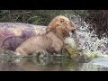 CROC ATTACKS LIONS