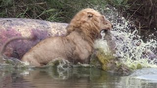 CROC ATTACKS LIONS