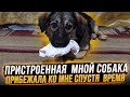 ПРИСТРОЕННАЯ МНОЙ СОБАКА, СПУСТЯ  ВРЕМЯ  ПРИБЕЖАЛА КО МНЕ К КАЛИТКЕ