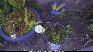 Venusfliegenfalle Blüte im Zeitraffer/venus fly trap flowering time lapse 🌼