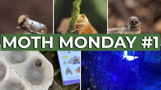 Moth Monday | Let's open the Moth Trap! | Wildlife Photography Vlog