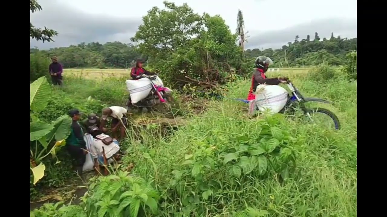 detik -detik motor taksi gabah atau padi jatuh dan 1 nyomplong ke air atau terjun ke air