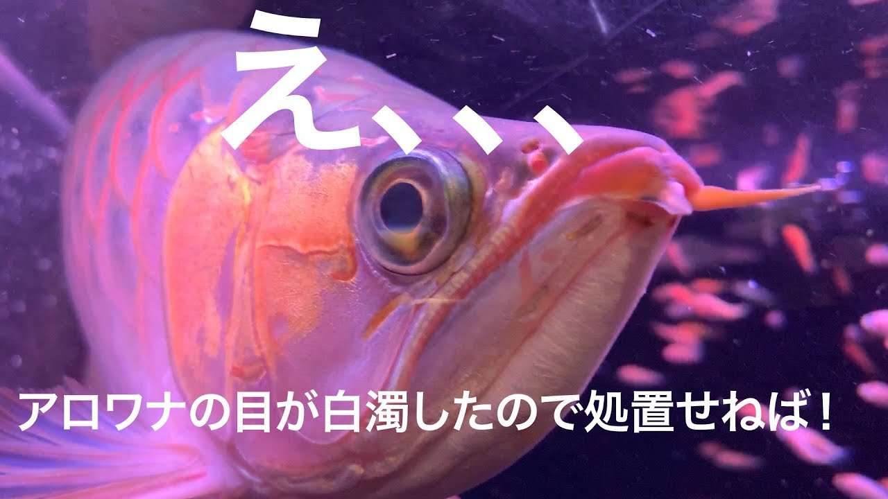 アロワナの目が白濁 どうやって治療する 熱帯魚アクアリウム Youtube