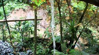 CARIBBEAN SMILE TOUR - ILE DE LA DOMINIQUE - SOURCES CHAUDES 2