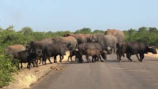Natures biggest roadblock elephant and buffalo Kruger national park