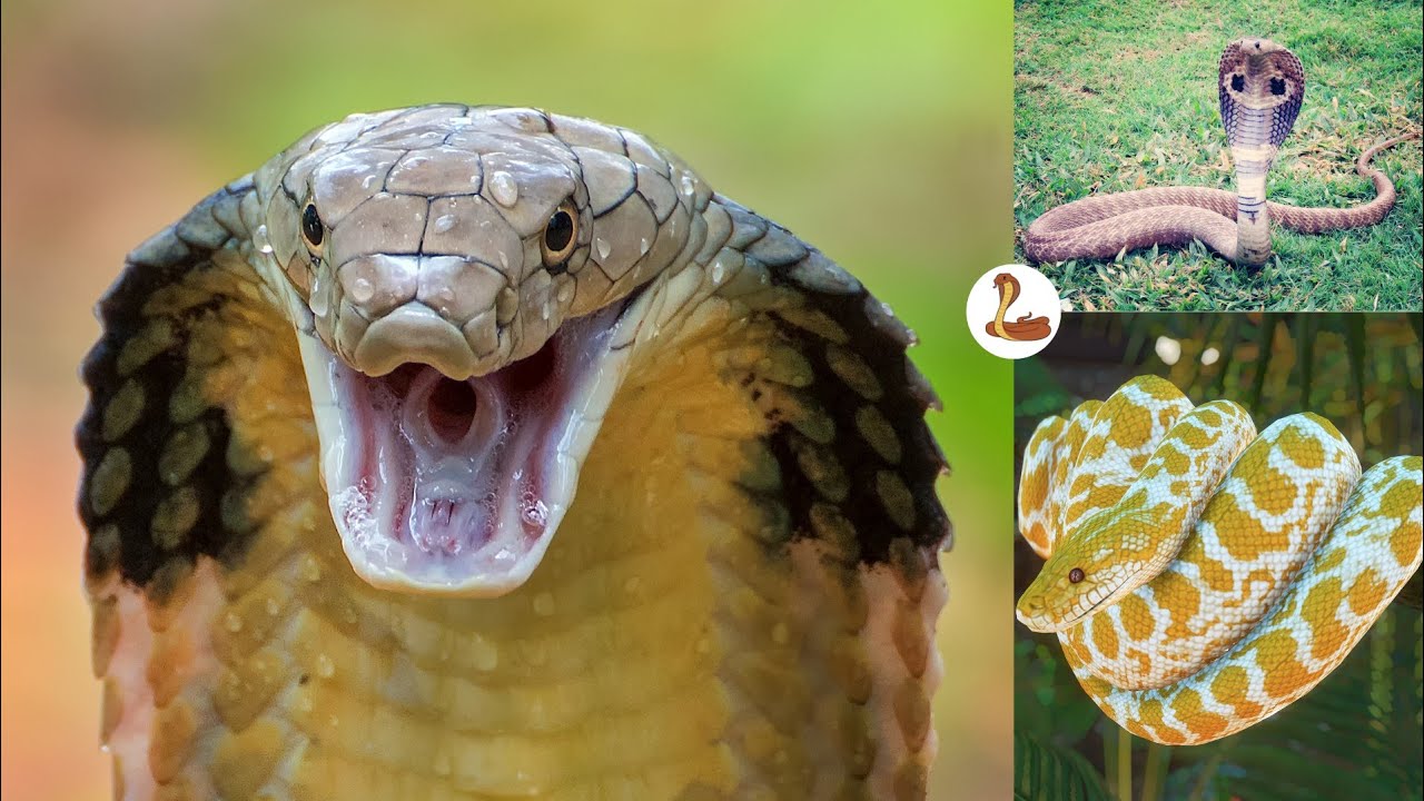 Wildest Islands Of Indonesia Longest Snake On Earth Eats A Deer Whole wildest-islands-of-indonesia-longest-snake-on-earth-eats-a-deer-whole