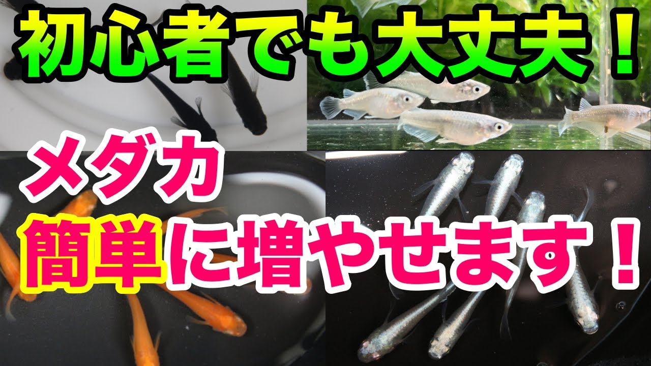 超簡単なメダカの増やし方と産卵数を増やすコツを紹介！めだか初心者OK！