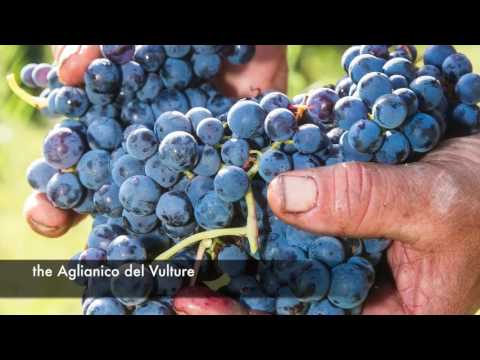 Cantine del Notaio 1 di 3