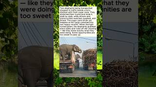 Two elephant Being transported
