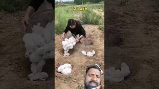 #facts #love #funny rabbit#firest#desert#chaina#invations#love animals