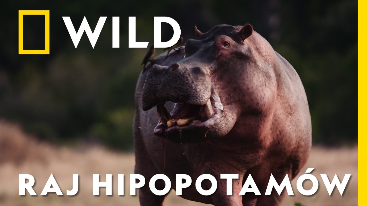 Nawet takie olbrzymy jak HIPOPOTAMY mają śmiertelnie groźnych wrogów | Katavi – utracony raj Afryki