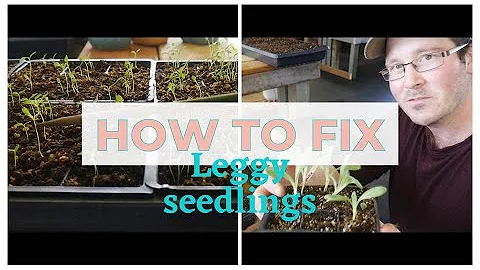 How to fix stretched and leggy seedlings the easy way!