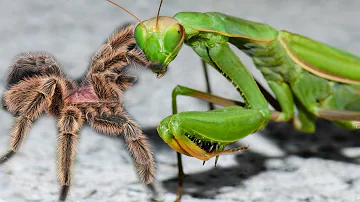 Spider vs Mantis - Poisonous vs Kungfu Master