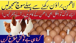 Lohmann Brown Farming In Stan