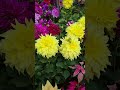 khud ki ijjat karna sikho#gardening tips#farming#viral video 📸