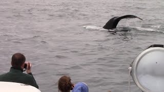 7.17.16 100's of Humpback Whales & Blue Whale #Monterey