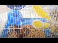 Hamster eating goodies and returning to home // My cute Hamster