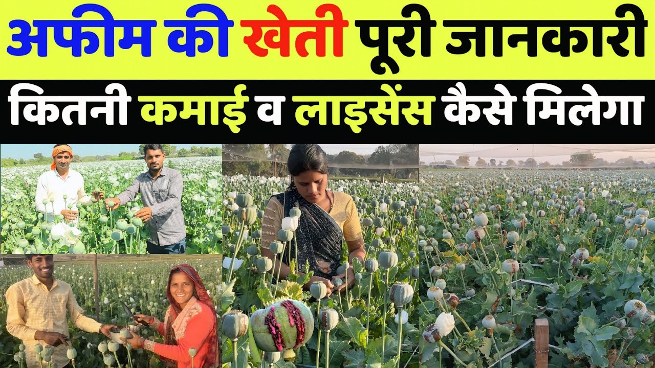 अफीम की खेती कैसे की जाती है | afeem ki kheti kaise ki jaati hai | afim ki kheti ki video