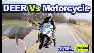Motorcycle Vs DEER - How to AVOID Motorcycle Crash with Deer Motorcycle Vs DEER - How to AVOID Motorcycle Crash with Deer