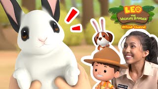 INTERNATIONAL RABBIT DAY! | 🐰Rabbit Island?! | Leo the Wildlife Ranger | #minisode