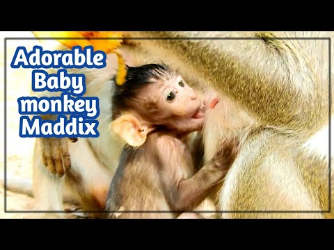 newborn monkey pet Maddix adorable Baby monkey , Maddix Cute Baby monkey,
