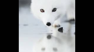 White Arctic fox, black nose