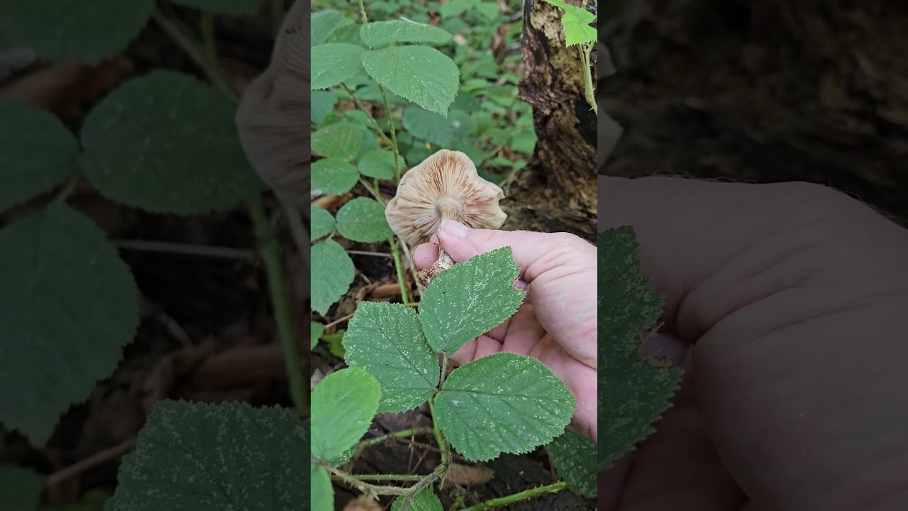 The Deer shield mushroom 🦌