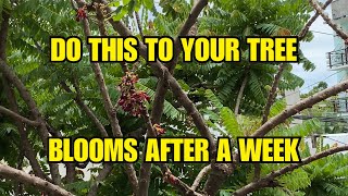 How to Force your Tree to Bear Fruits