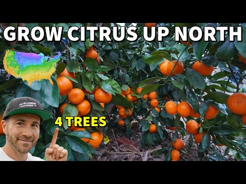 4 CITRUS TREES Northern Gardeners Can Actually Grow!