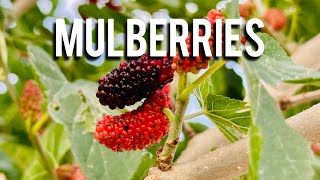 How to Identify and Harvest Ripe Mulberries | Nature Walk Tutorial