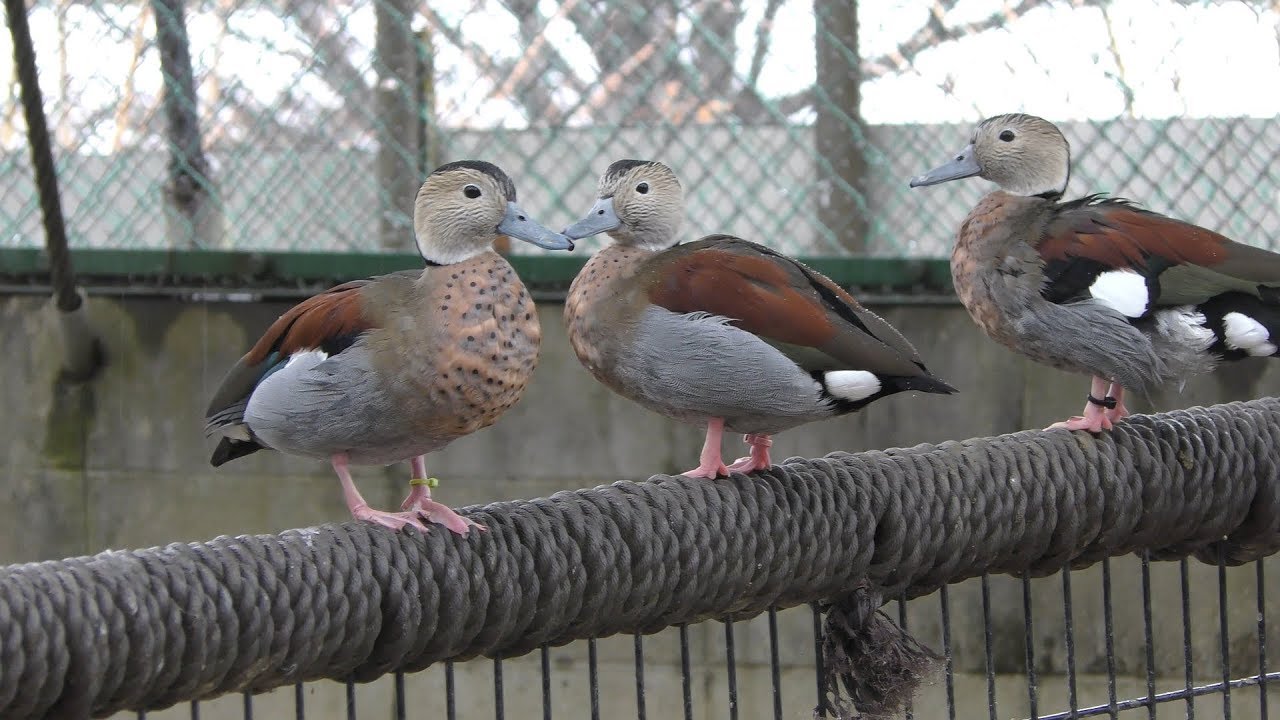 クビワコガモ (姫路セントラルパーク) 2019年2月11日