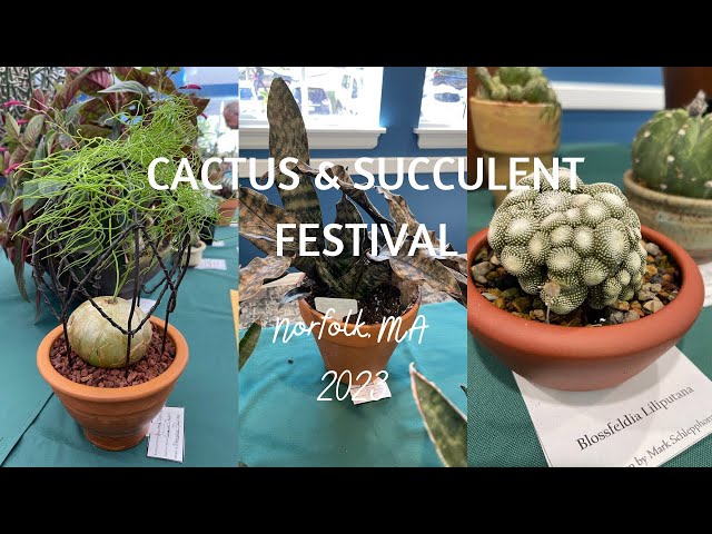 cactus v Rent Faux Cactus | Las Vegas Prop House