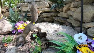 Chipmunk attacks squirrel! Smackdown!