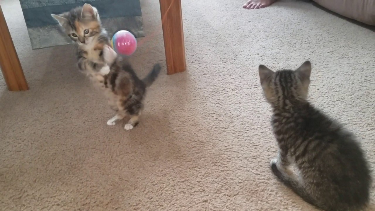 The tetherball championships with 2 kittens. YouTube