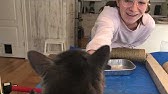 Fabriquer Un Arbre A Chat Efficace Youtube