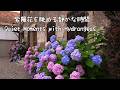 紫陽花を眺める静かな時間。|リラックス・癒やしQuiet Moments with Hydrangeas | Deep Relaxation#stressrelief #relaxing