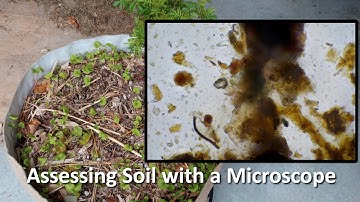 Live Soil Microscopy! Assessing indoor soil with a Microscope!
