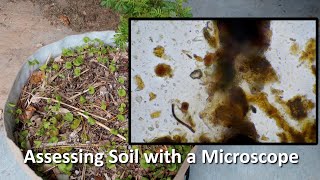 Famous Live Soil Microscopy! Assessing indoor soil with a Microscope! Wealth
