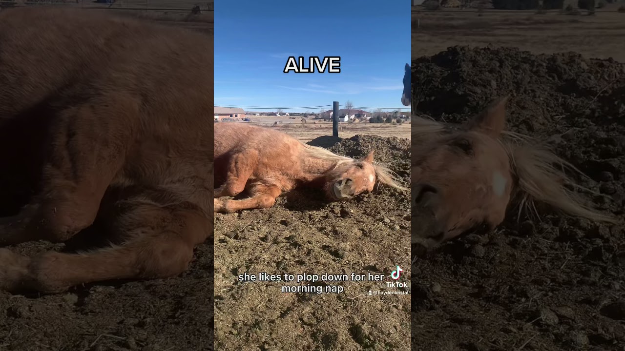 What is Carcass Time?