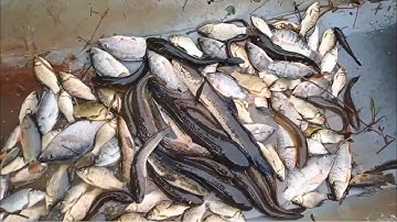 20 FET |NƯỚC NGỌT |Kích Cá | Xiệt CÁ | Xiệt điện nc ngọt | Tét Thực Tế kích cá nc ngọt | 0975812363