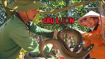 Câu Lươn_Hồi Hộp Khi Gặp Lươn Khủng Ngoi Lên Đớp Con Mồi Thật Hấp Dẫn...| ONMT #Tập 149