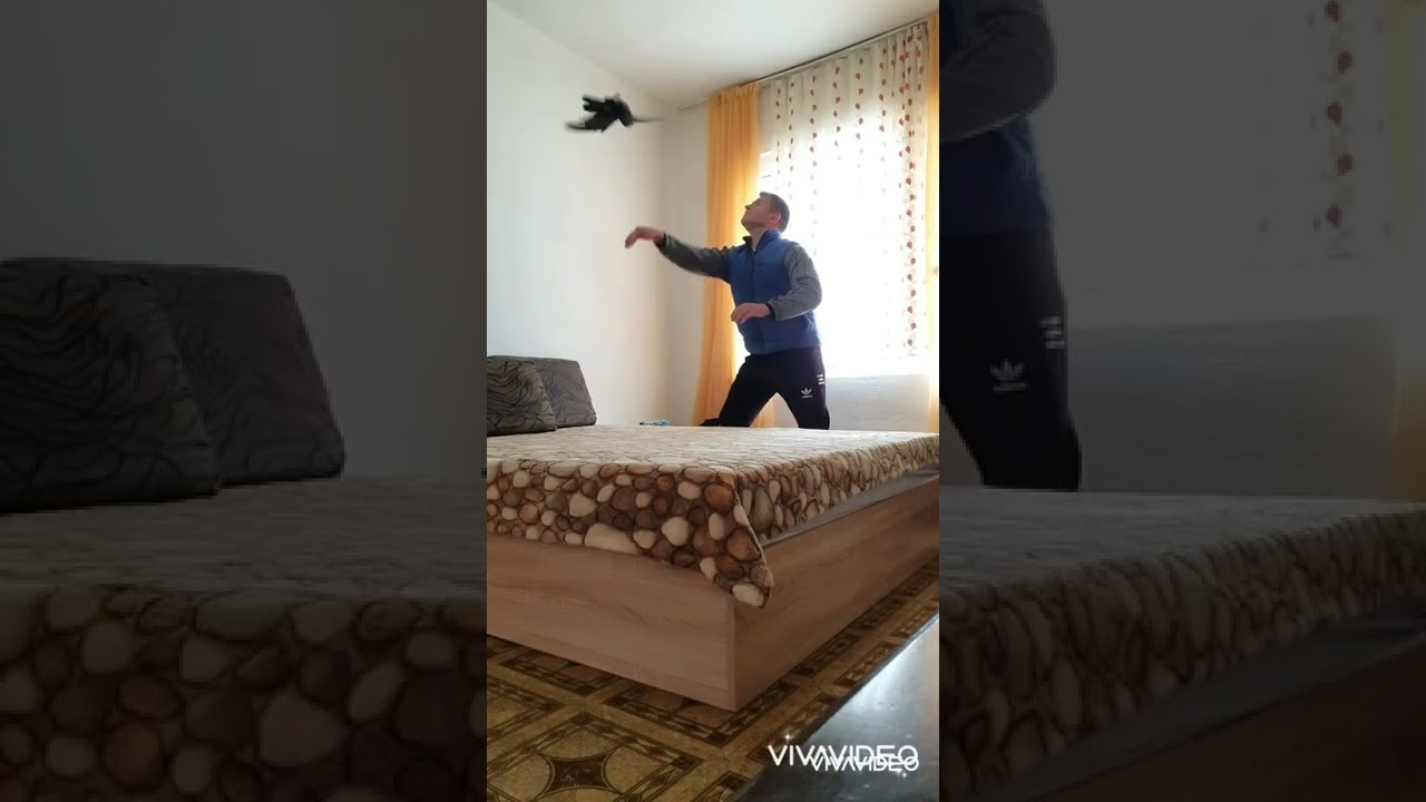 Поморийски гълъби на Ю.М.